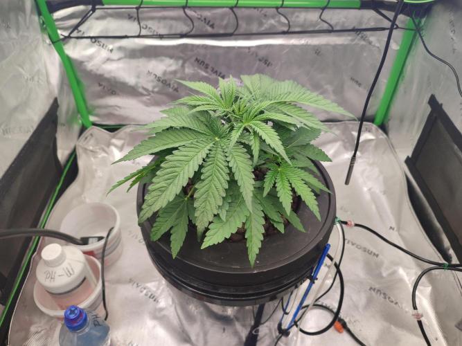 DWC - Papaya Stank. Week 4 - Tag 27