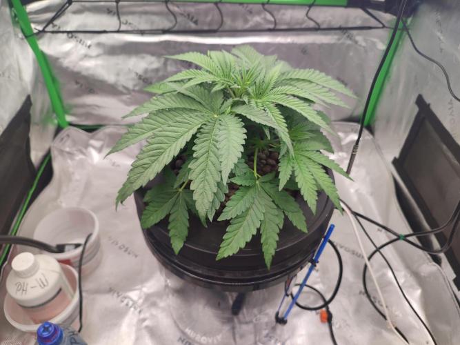 DWC - Papaya Stank. Week 5 - Tag 28
