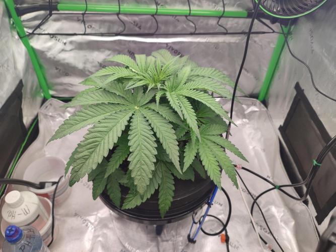 DWC - Papaya Stank. Week 5 - Tag 29