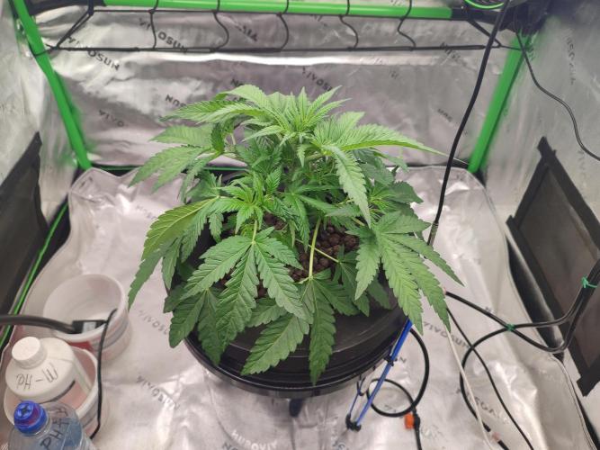 DWC - Papaya Stank. Week 5 - Tag 29