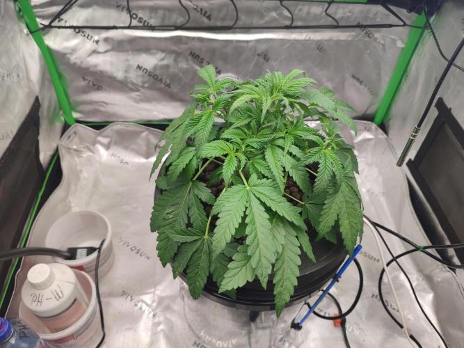 DWC - Papaya Stank. Week 5 - Tag 29