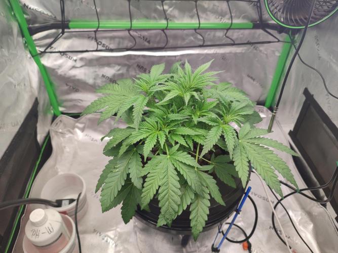 DWC - Papaya Stank. Week 5 - Tag 30