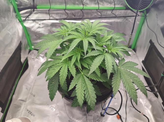 DWC - Papaya Stank. Week 5 - Tag 32