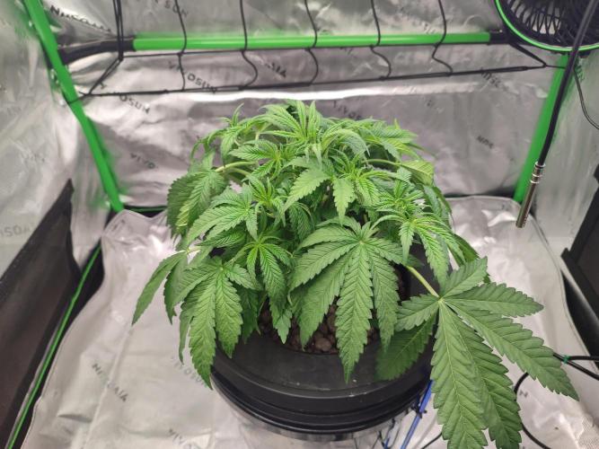 DWC - Papaya Stank. Week 5 - Tag 32