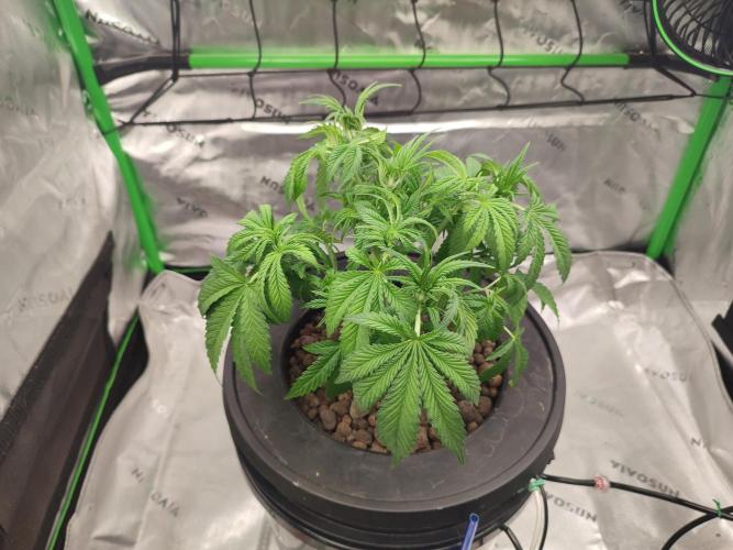 DWC - Papaya Stank. Week 6 - Tag 35