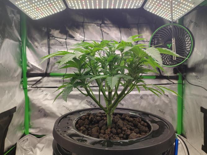 DWC - Papaya Stank. Week 6 - Tag 35