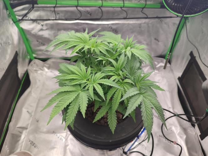 DWC - Papaya Stank. Week 6 - Tag 36