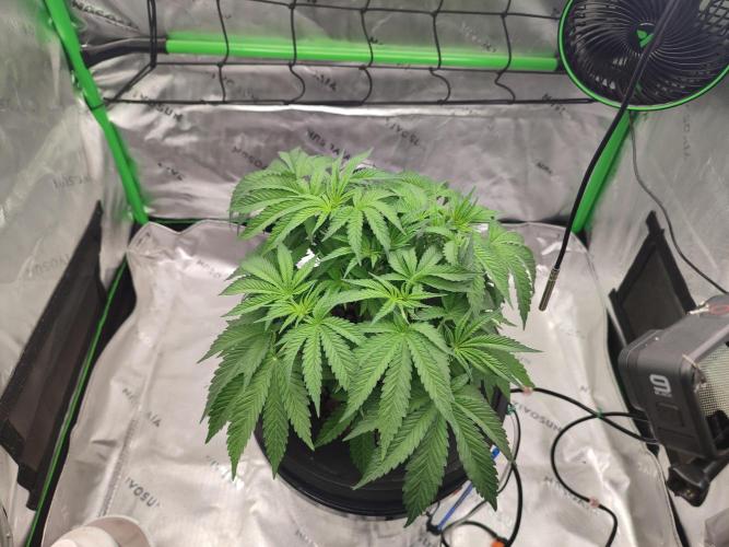 DWC - Papaya Stank. Week 6 - Tag 36