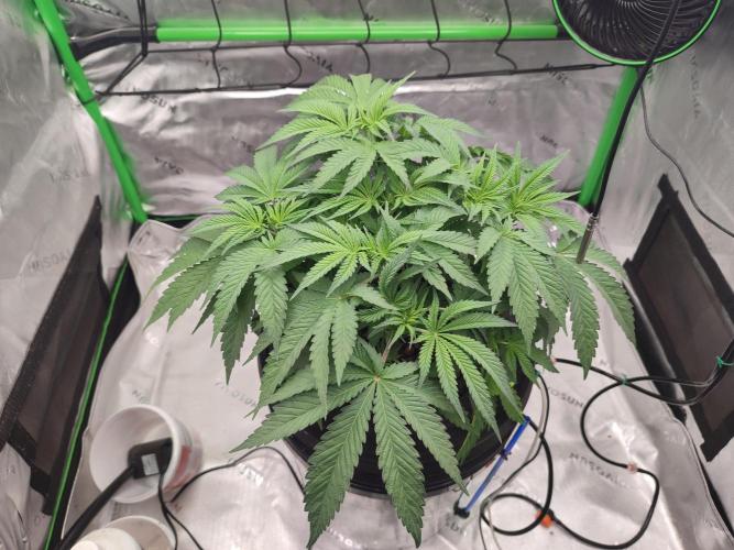 DWC - Papaya Stank. Week 6 - Tag 39