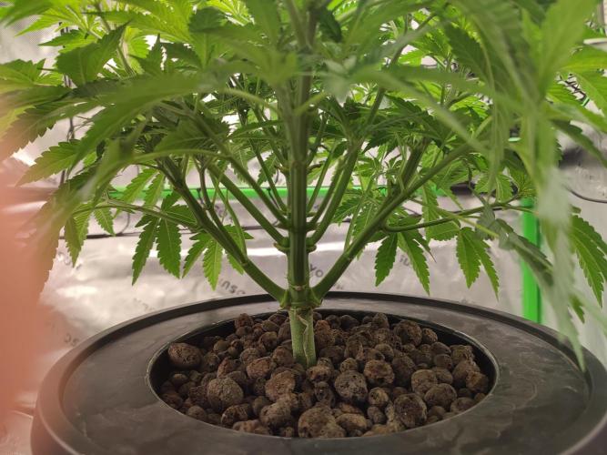 DWC - Papaya Stank. Week 6 - Tag 39