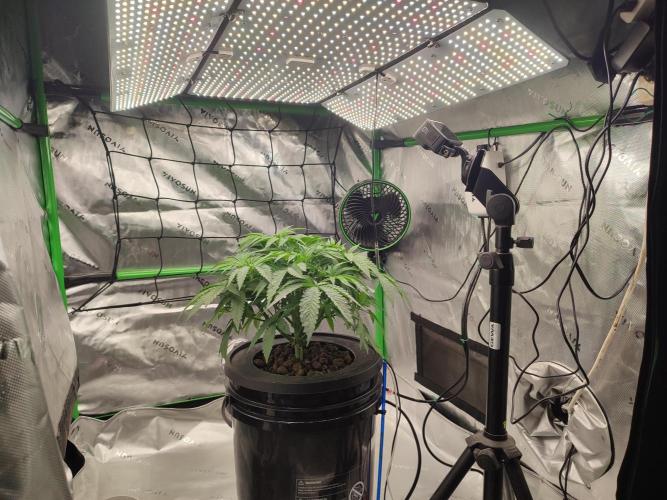 DWC - Papaya Stank. Week 6 - Tag 39