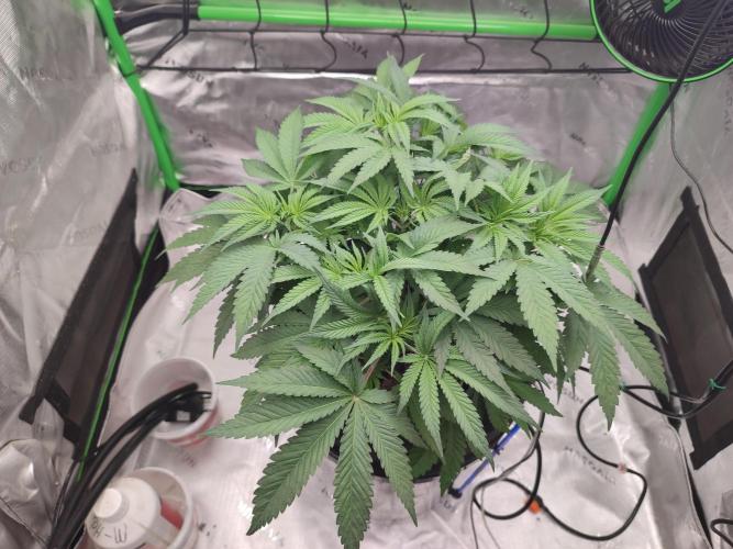 DWC - Papaya Stank. Week 6 - Tag 40