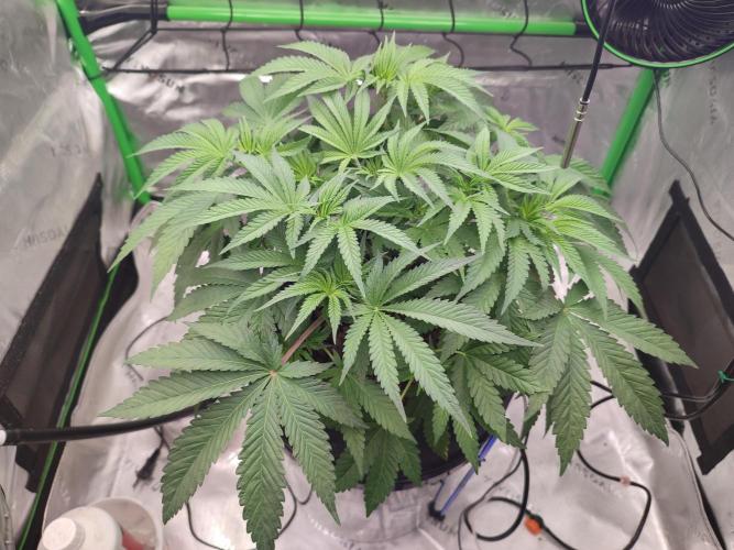 DWC - Papaya Stank. Week 6 - Tag 41