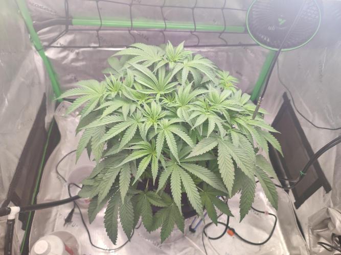 DWC - Papaya Stank. Week 7 - Tag 42