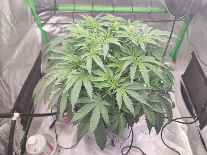 DWC - Papaya Stank. Week 7 - Tag 43