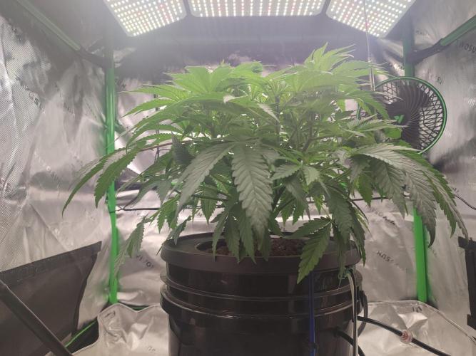 DWC - Papaya Stank. Week 7 - Tag 43