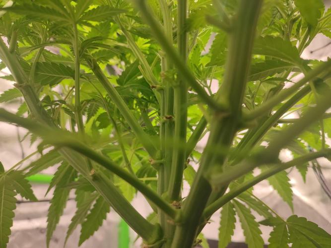 DWC - Papaya Stank. Week 7 - Tag 43