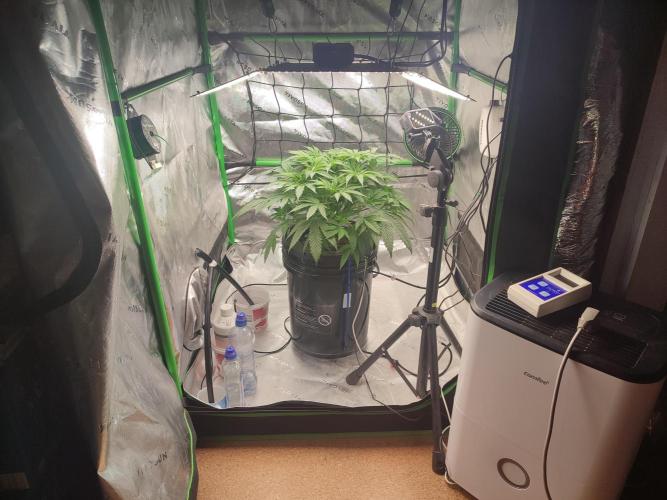 DWC - Papaya Stank. Week 7 - Tag 43