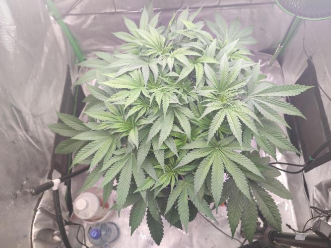 DWC - Papaya Stank. Week 7 - Tag 44
