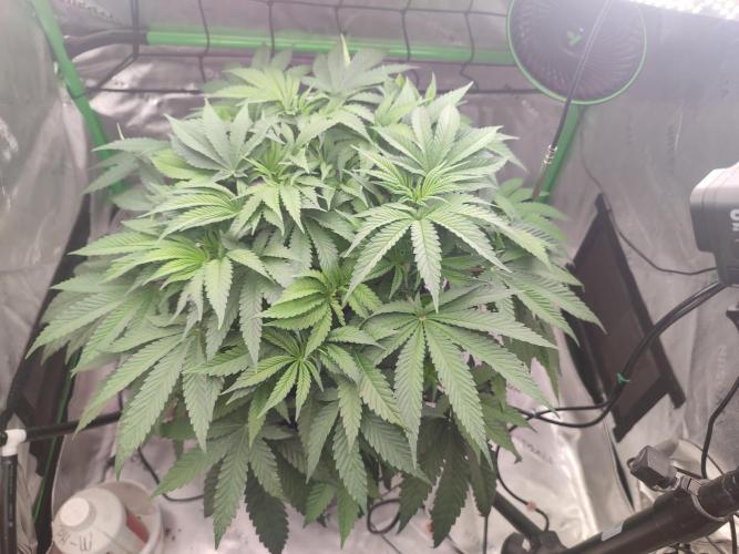 DWC - Papaya Stank. Week 7 - Tag 45