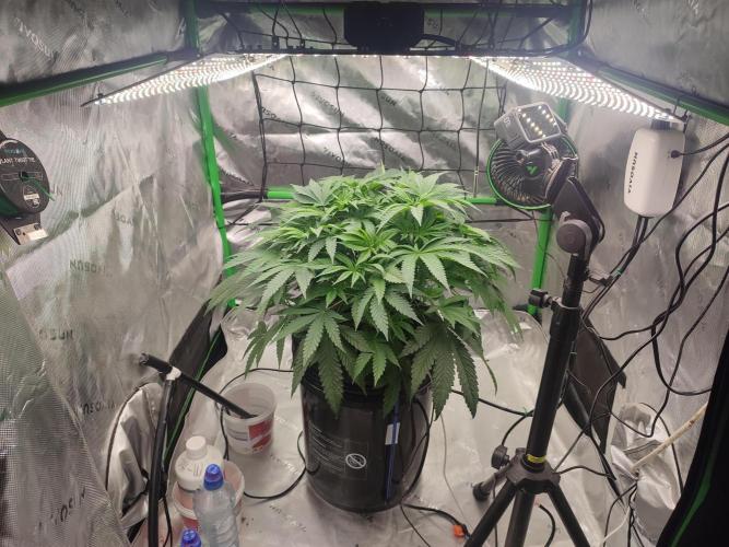 DWC - Papaya Stank. Week 7 - Tag 45