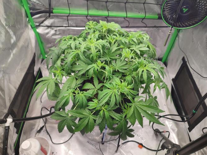 DWC - Papaya Stank. Week 7 - Tag 45 Abends nach der Entlaubung