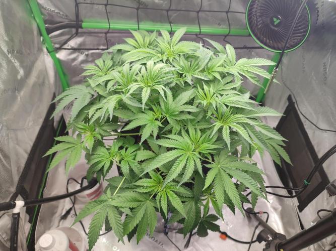 DWC - Papaya Stank. Week 7 - Tag 46