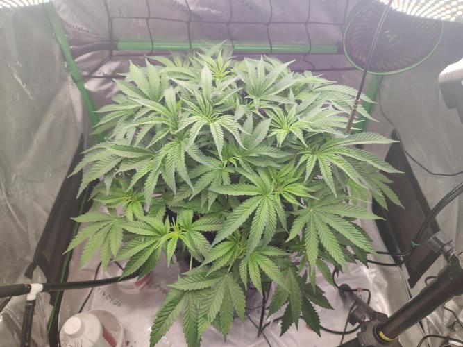 DWC - Papaya Stank. Week 7 - Tag 47