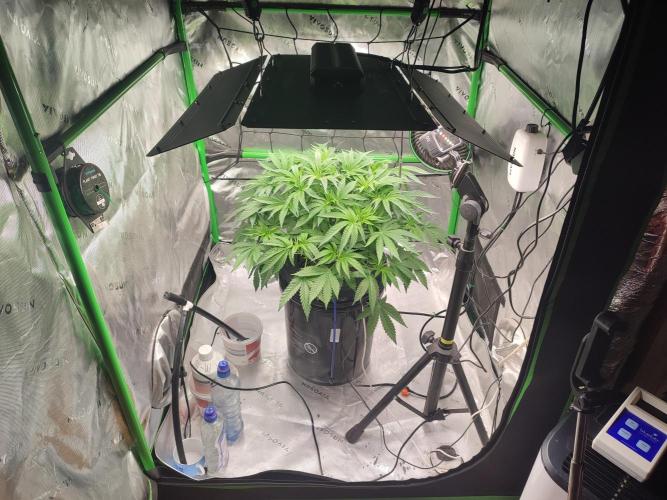 DWC - Papaya Stank. Week 7 - Tag 47