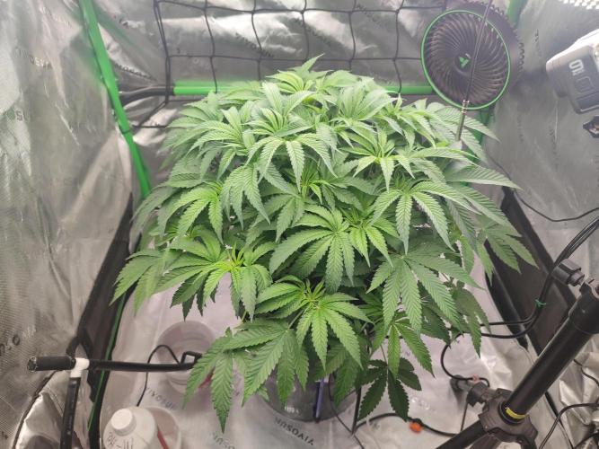 DWC - Papaya Stank. Week 7 - Tag 48