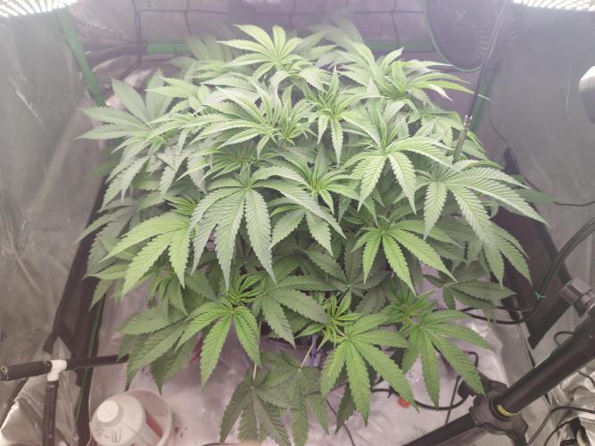 DWC - Papaya Stank. Week 8 - Tag 49