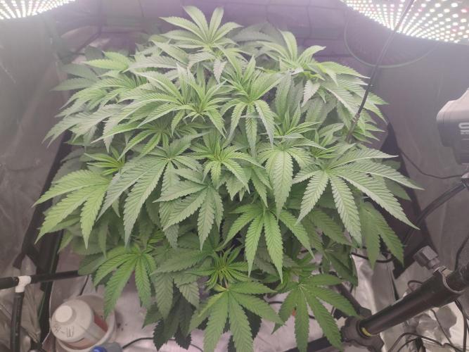 DWC - Papaya Stank. Week 8 - Tag 50