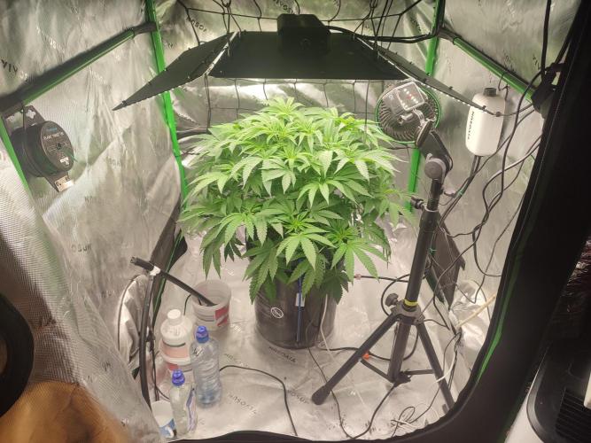 DWC - Papaya Stank. Week 8 - Tag 50