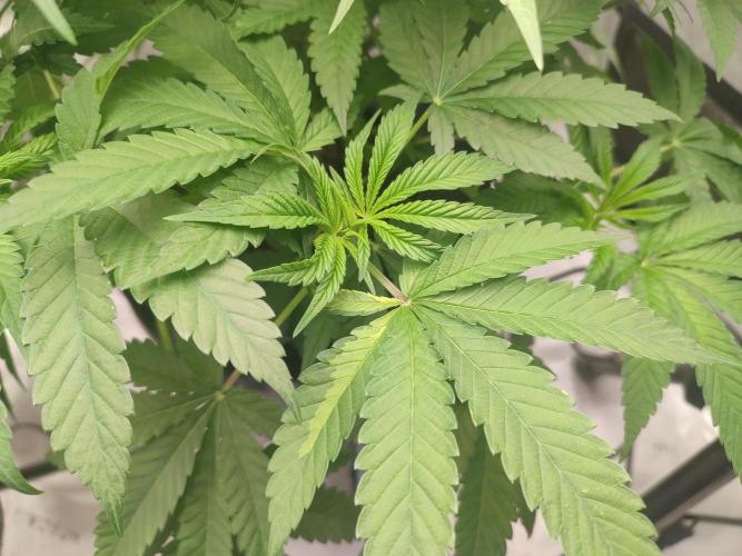 DWC - Papaya Stank. Week 8 - Tag 50