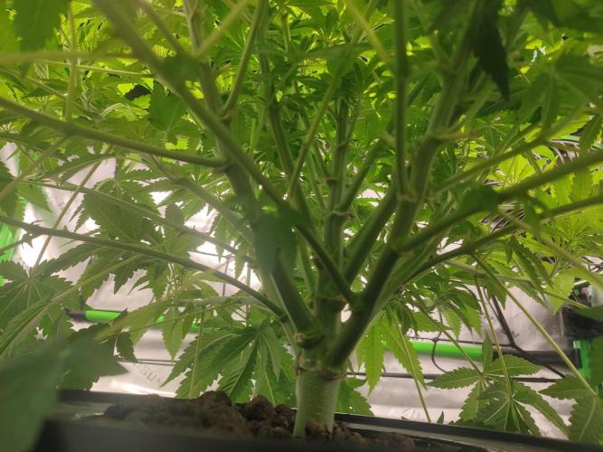 DWC - Papaya Stank. Week 8 - Tag 50