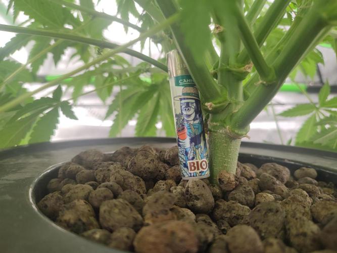 DWC - Papaya Stank. Week 8 - Tag 50