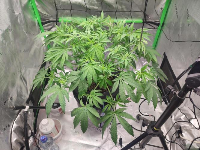 DWC - Papaya Stank. Week 8 - Tag 51