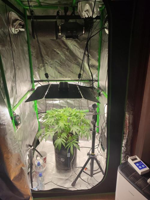 DWC - Papaya Stank. Week 8 - Tag 51