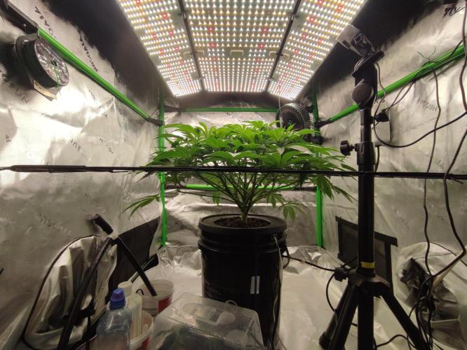 DWC - Papaya Stank. Week 8 - Tag 53