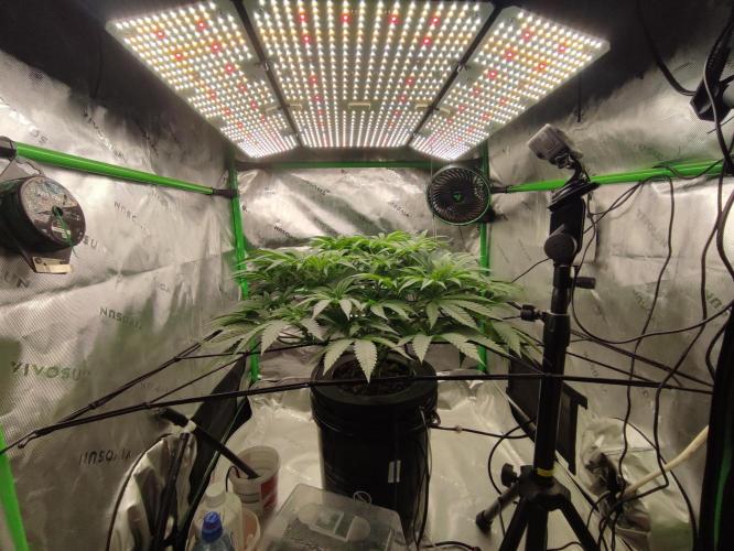 DWC - Papaya Stank. Week 8 - Tag 53