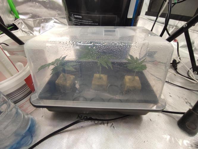 DWC - Papaya Stank. Week 8 - Tag 53