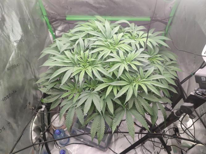 DWC - Papaya Stank. Week 8 - Tag 54