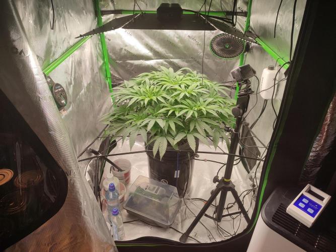 DWC - Papaya Stank. Week 8 - Tag 54