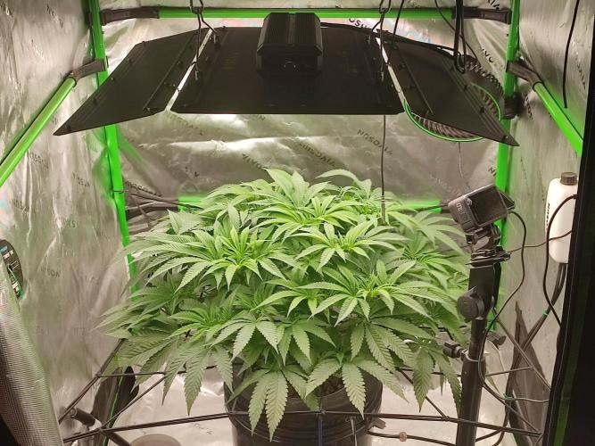 DWC - Papaya Stank. Week 8 - Tag 54