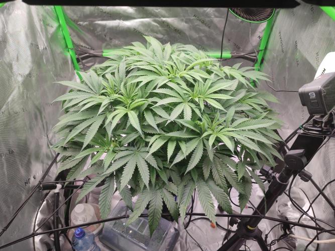 DWC - Papaya Stank. Week 8 - Tag 55
