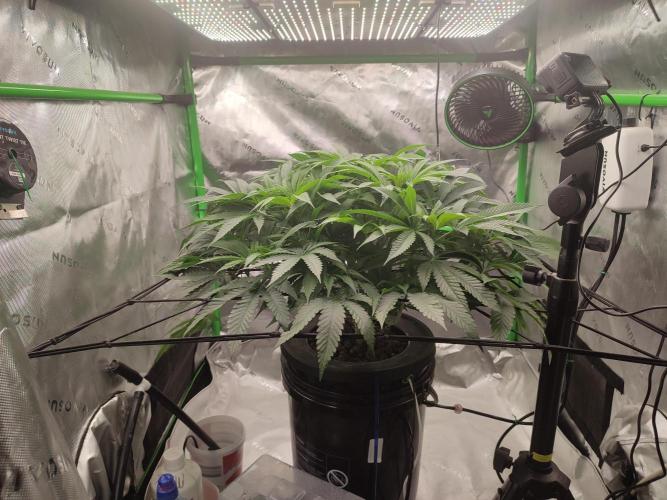 DWC - Papaya Stank. Week 8 - Tag 55