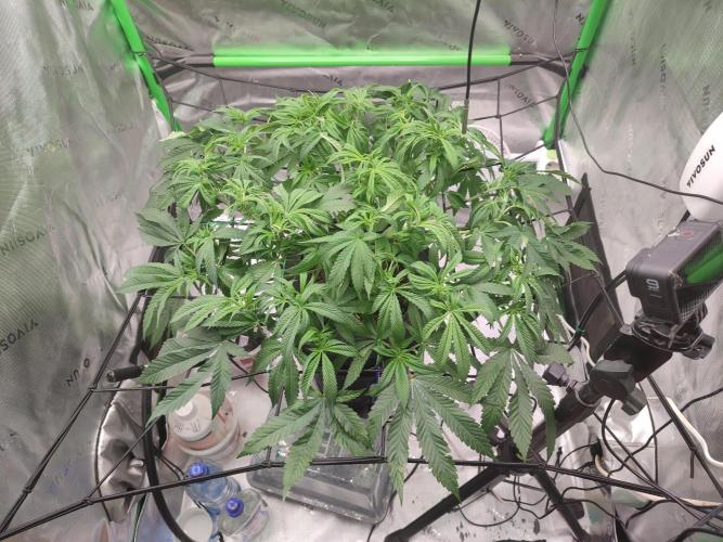 DWC - Papaya Stank. Week 9 - BT 0