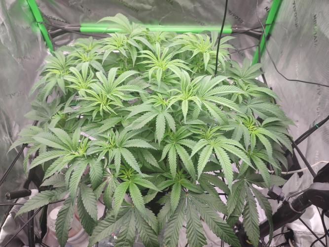 DWC - Papaya Stank. Week 9 - BT 1