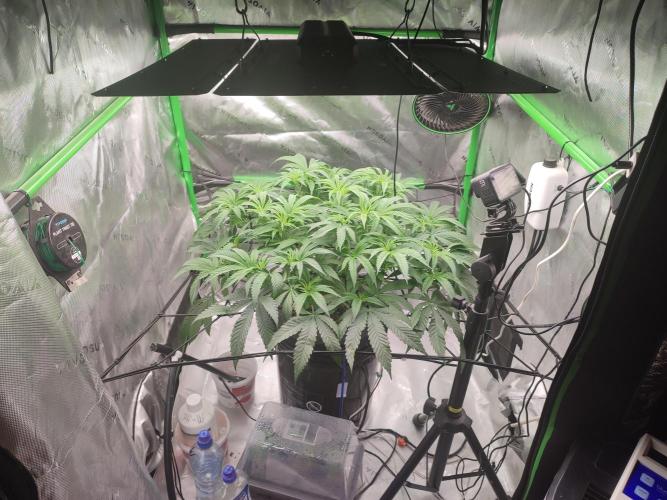 DWC - Papaya Stank. Week 9 - BT 1