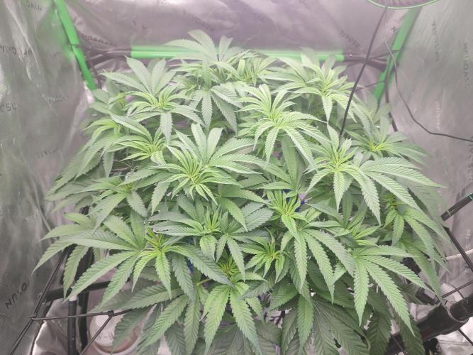 DWC - Papaya Stank. Week 9 - BT 2